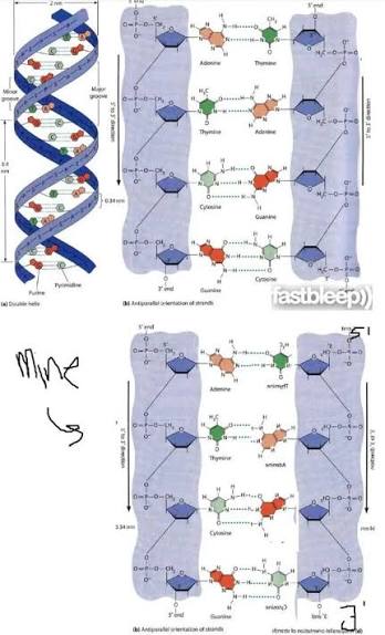 The B-DNA double helix (left) alongside a flattened base-pairing diagram showing antiparallel 5’→3’ / 3’→5’ strand orientation, A-T and G-C hydrogen bonding, and the sugar-phosphate backbone
