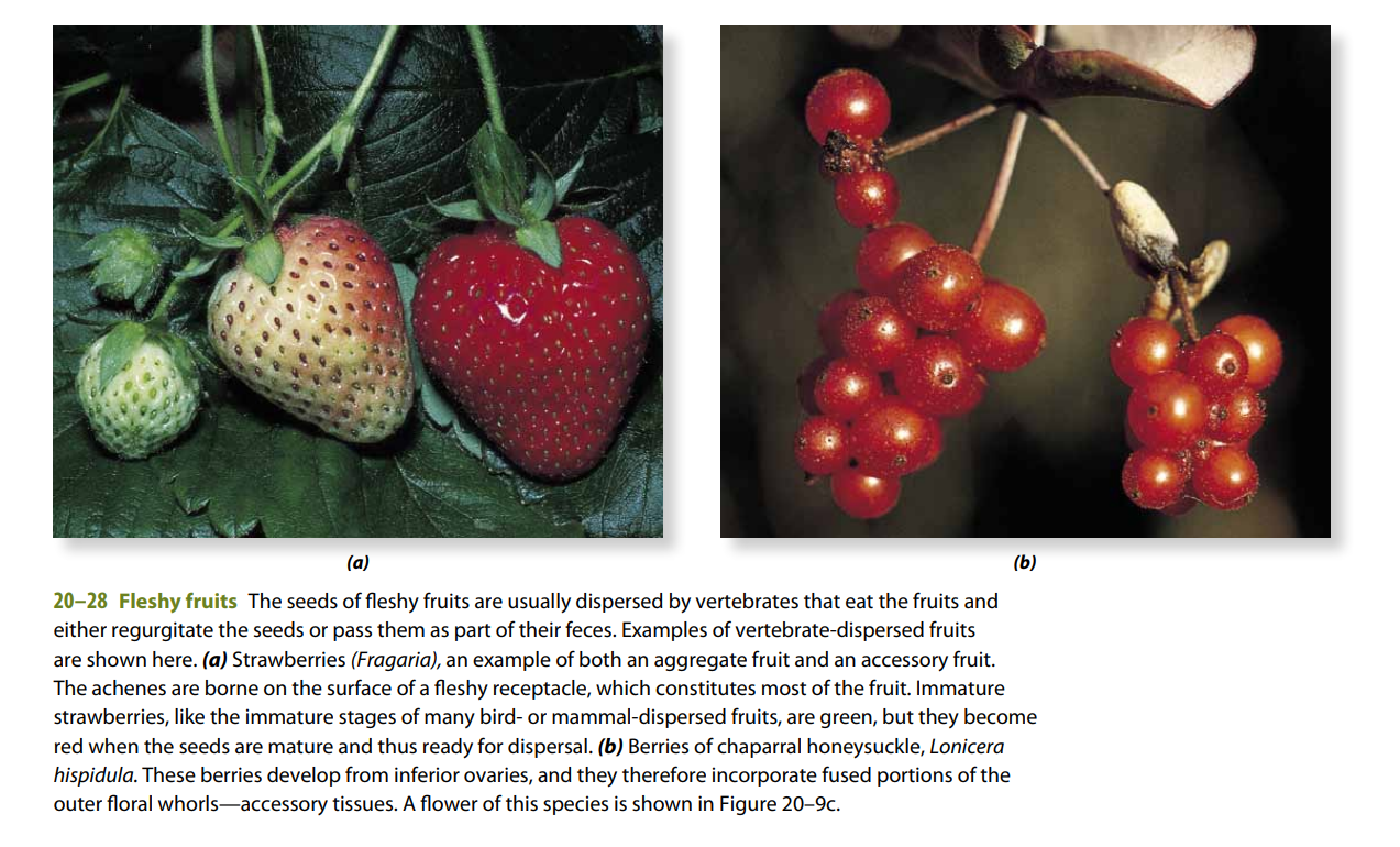 Two fleshy-fruit examples: (a) strawberries, an aggregate fruit whose achenes sit on a fleshy receptacle; (b) chaparral honeysuckle berries, individual berries developing from inferior ovaries.