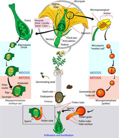 Angiosperm life cycle: flower structure (stigma/style/ovary, perianth, filament), meiosis in the microsporangium (anther) producing pollen and in the ovule producing the embryo sac (megagametophyte, with polar nuclei/antipodal/egg/synergid), pollination and fertilization via the pollen tube, and the resulting germinating seed (seed coat, endosperm, embryo).