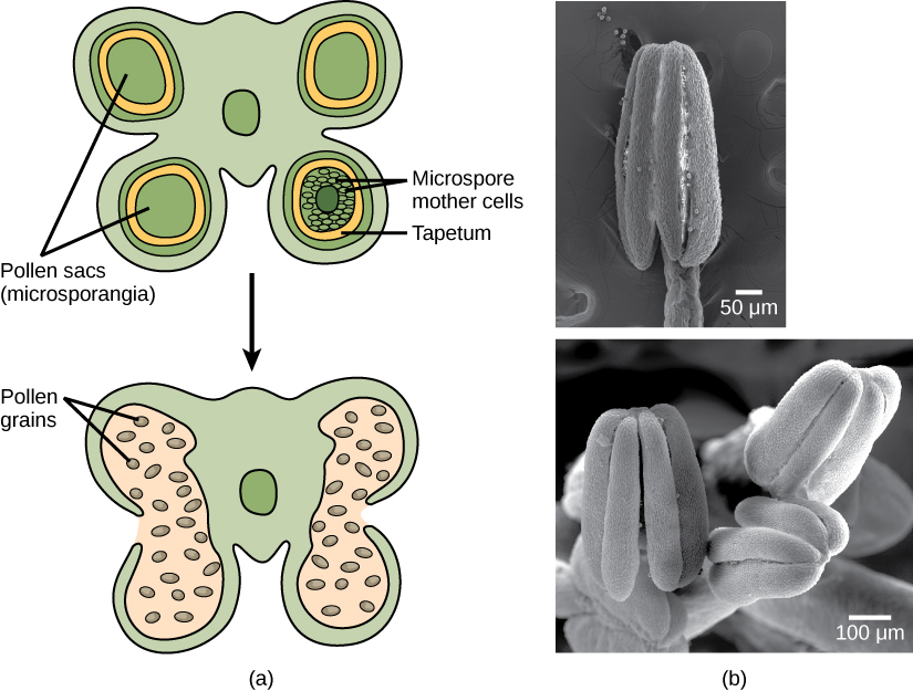 Anther structure and development: (a) diagram of the four pollen sacs (microsporangia) with tapetum and microspore mother cells labeled, developing into pollen-grain-filled sacs; (b) scanning electron micrographs of real anthers.
