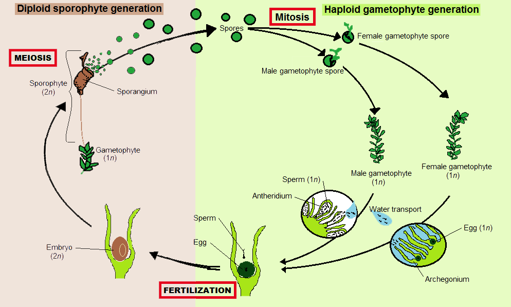 Bryophyte life cycle: diploid sporophyte generation (sporangium releasing spores by meiosis) and haploid gametophyte generation (male/female gametophytes, antheridium/archegonium, sperm swimming through water transport to the egg, embryo developing on the parent gametophyte).
