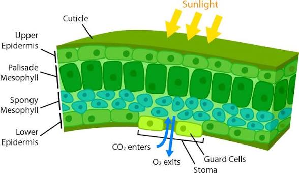 Generic leaf cross-section (cuticle, upper/lower epidermis, palisade/spongy mesophyll, guard cells, stomata) with CO₂ entering and O₂ exiting the stoma labeled.