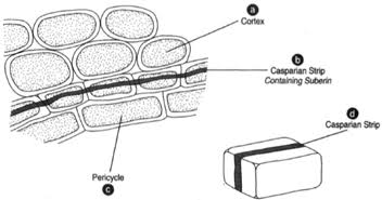 A single endodermal cell junction: cortex, the Casparian strip (containing suberin) running along the radial wall, and the pericycle, with an inset showing the strip’s belt-like shape around the cell.