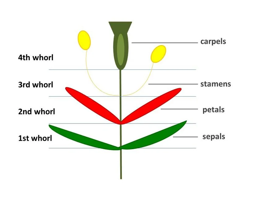 Flower whorl diagram: 1st whorl (sepals), 2nd whorl (petals), 3rd whorl (stamens), 4th whorl (carpels), labeled in sequence from outermost to innermost.