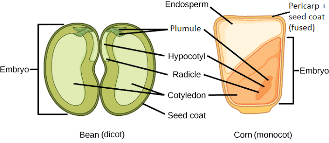 A dicot seed (bean) with seed coat, embryo, cotyledon, hypocotyl, radicle, and plumule labeled, alongside a monocot seed (corn) with pericarp+seed coat (fused), endosperm, and embryo labeled.