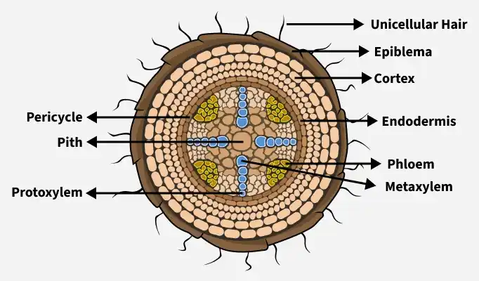 Dicot (tetrarch) root cross-section: unicellular hair, epiblema, cortex, endodermis, pericycle, a small central pith, phloem, and metaxylem/protoxylem all labeled.
