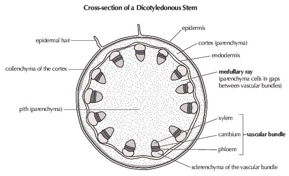 Dicotyledonous stem cross-section: epidermis, epidermal hair, collenchyma of the cortex, cortex parenchyma, endodermis, medullary rays, pith, and a vascular bundle (xylem/cambium/phloem, with sclerenchyma capping it) all labeled.