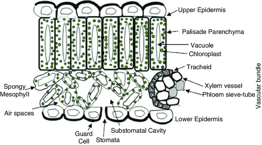 Full dorsiventral leaf cross-section: upper epidermis, palisade parenchyma (with chloroplasts and vacuoles), a vascular bundle (tracheid/xylem vessel, phloem sieve-tube), spongy mesophyll with air spaces, lower epidermis, guard cells, stomata, and substomatal cavity all labeled.