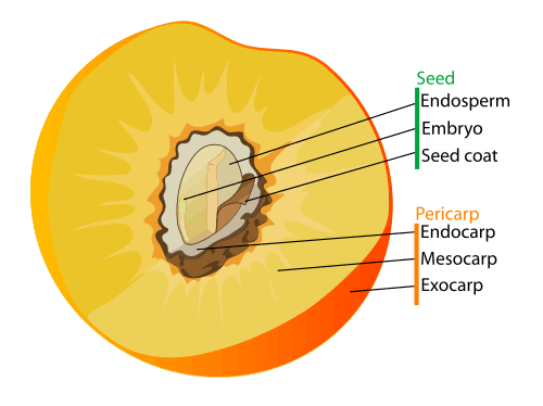A peach (drupe) cross-section labeling the seed (endosperm, embryo, seed coat) and the pericarp’s three layers (exocarp, mesocarp, endocarp).