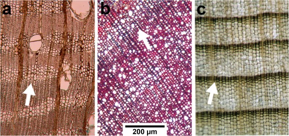 Three microscope views (a, b, c), each with an arrow marking the earlywood-to-latewood transition zone at increasing magnification, the narrower/thicker-walled latewood cells visible immediately past each arrow.