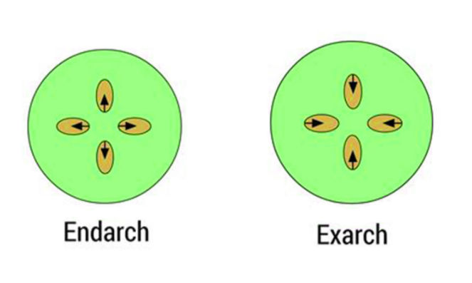 Endarch vs. exarch xylem maturation shown side by side: in endarch (stem), protoxylem sits centrally with maturation direction arrows pointing outward toward metaxylem; in exarch (root), the arrangement is reversed.
