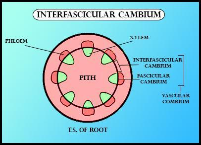 Fascicular and interfascicular cambium labeled around a ring of vascular bundles (xylem/phloem), surrounding a central pith.