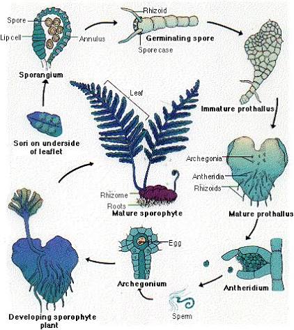 Fern life cycle: sori/sporangium on the underside of a leaflet, germinating spore, immature and mature prothallus (with archegonia, antheridia, rhizoids), sperm fertilizing an egg, developing sporophyte, and the mature sporophyte with rhizome and roots.
