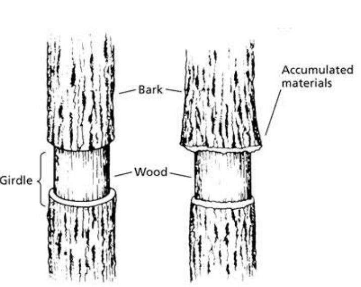 Girdling diagram: a ring of bark removed from a trunk, exposing the wood beneath, with sugars and other transported materials visibly accumulating in the bark immediately above the girdle where downward phloem transport has been cut off.
