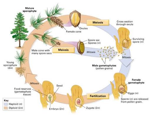 Gymnosperm (pine) life cycle: mature sporophyte, male cone with spore sacs, female cone/ovules, meiosis producing male gametophytes (pollen grains) and a surviving spore, mitosis to female gametophyte, fertilization, and the resulting seed with food reserves and embryo.