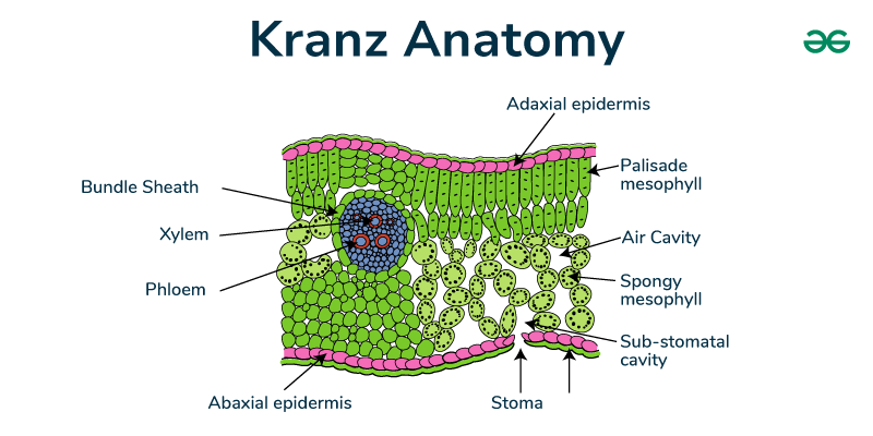 Kranz anatomy cross-section: adaxial/abaxial epidermis, palisade and spongy mesophyll, a stoma with sub-stomatal cavity and air cavity, and the enlarged bundle sheath (with xylem/phloem inside it) all labeled.