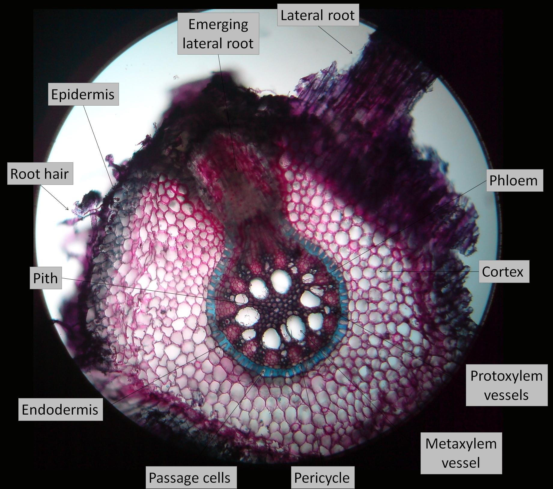 Microscope cross-section of a root showing an emerging lateral root pushing through the cortex and epidermis, with epidermis, root hair, cortex, endodermis, passage cells, pericycle, pith, phloem, and protoxylem/metaxylem vessels all labeled.