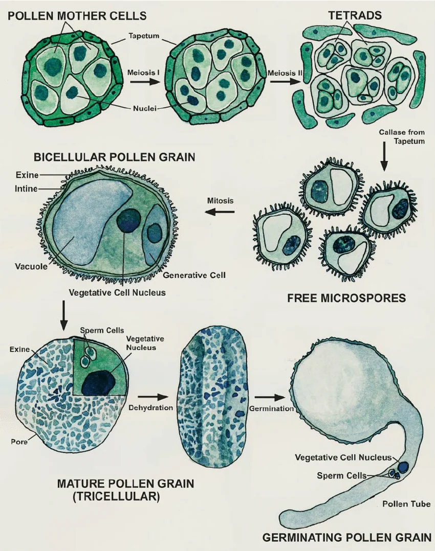 Full pollen development sequence: pollen mother cells → tetrads (meiosis I/II) → free microspores → bicellular pollen grain (exine/intine, vacuole, generative cell, vegetative nucleus) → mature tricellular pollen grain (sperm cells, vegetative nucleus, pore) → germinating pollen grain with pollen tube.