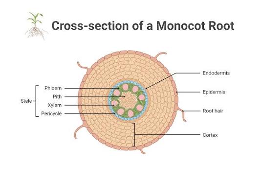 Monocot root cross-section: epidermis, cortex, endodermis, and a stele with pericycle, xylem, pith, and phloem all labeled.
