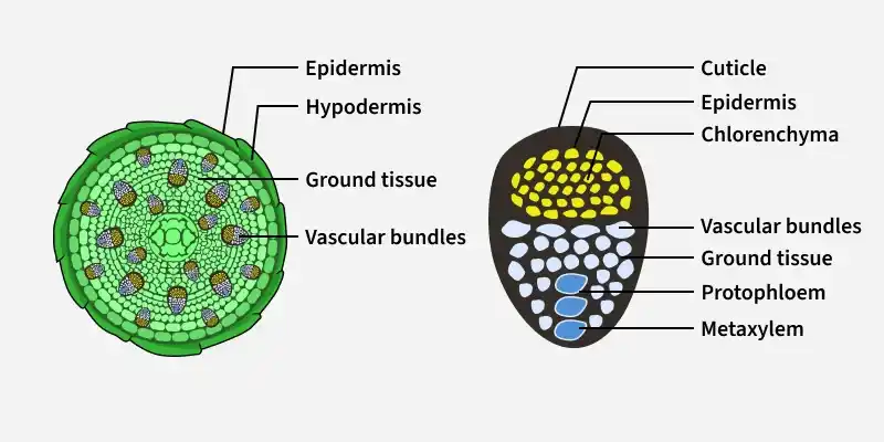 Monocot stem cross-section (left: epidermis, hypodermis, ground tissue, scattered vascular bundles, no pith/cortex distinction) alongside a single vascular bundle detail (right: cuticle, epidermis, chlorenchyma, ground tissue, protophloem, metaxylem).