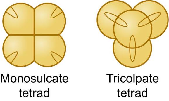 Monosulcate pollen tetrad (single furrow aperture on each grain) vs. tricolpate pollen tetrad (three slit-shaped apertures on each grain), side by side.