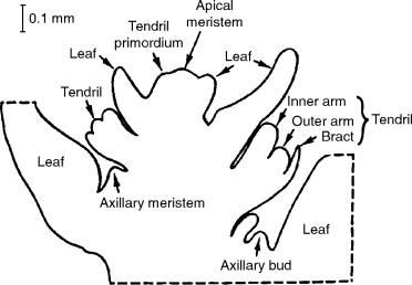 A shoot apex diagram (from a tendril-bearing vine) labeling the apical meristem, leaf primordia, axillary meristem, axillary bud, and leaf, alongside the tendril structures the study it’s drawn from focuses on.