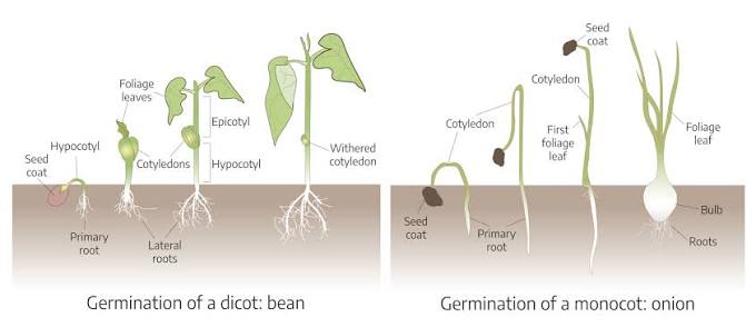 Germination sequences compared: a dicot (bean) showing seed coat, primary root, lateral roots, hypocotyl, two cotyledons, epicotyl, and foliage leaves in stages; a monocot (onion) showing seed coat, primary root, roots, one cotyledon, first foliage leaf, and a bulb.