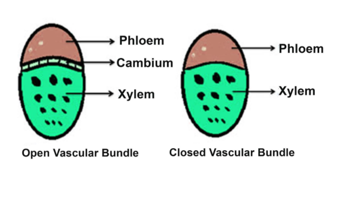 Open vascular bundle (phloem/cambium/xylem labeled) vs. closed vascular bundle (phloem/xylem, no cambium), side by side.