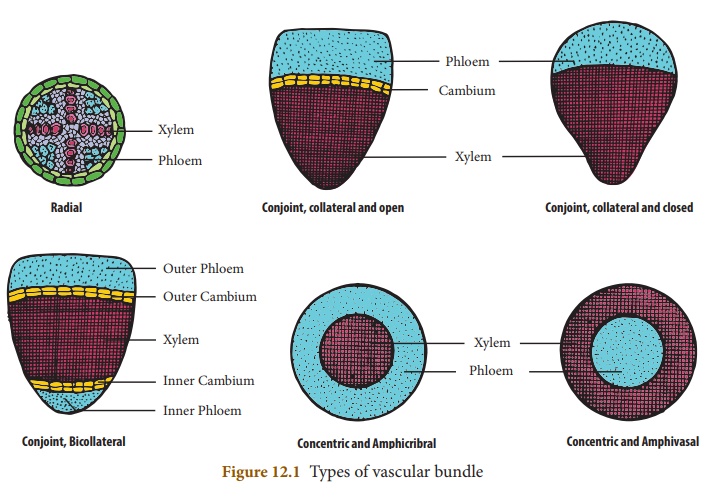 Vascular bundle cross-sections drawn to shape for radial, conjoint-collateral-open, conjoint-collateral-closed, conjoint-bicollateral, concentric-amphicribral, and concentric-amphivasal arrangements, xylem/phloem/cambium all labeled.