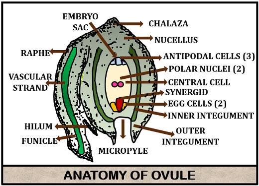 Ovule anatomy: embryo sac, chalaza, nucellus, antipodal cells, polar nuclei, central cell, synergid, egg cells, inner/outer integument, micropyle, hilum, funicle, raphe, and vascular strand all labeled.