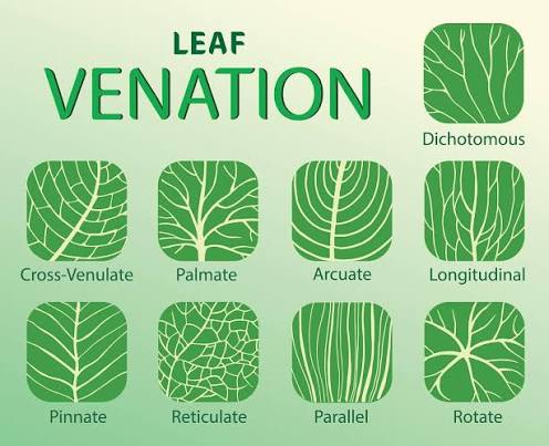 Leaf venation types illustrated: pinnate, palmate, and reticulate (the three most relevant here), alongside dichotomous, cross-venulate, arcuate, longitudinal, parallel, and rotate venation for broader context.