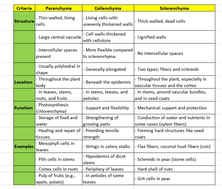 Tabular comparison of parenchyma, collenchyma, and sclerenchyma by wall structure, intercellular spaces, location, function, and named examples (e.g. mesophyll/pith parenchyma, celery-stalk collenchyma, pear stone-cell and coconut-fiber sclerenchyma).