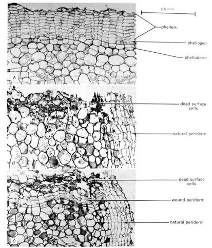 Periderm cross-sections: (A) phellem, phellogen, and phelloderm labeled in sequence; (B) natural periderm with a layer of dead surface cells; (C) wound periderm forming alongside natural periderm after injury.