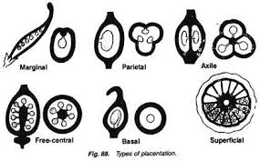 Six placentation types in ovary cross-section: marginal, parietal, axile, free-central, basal, and superficial (a sixth type beyond the five described in the text).