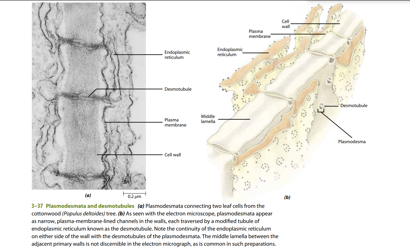 Plasmodesmata connecting adjacent plant cells: (a) electron micrograph of plasmodesmata in cottonwood leaf cells; (b) illustrated cutaway labeling the cell wall, plasma membrane, endoplasmic reticulum/desmotubule, and middle lamella at the same junction.