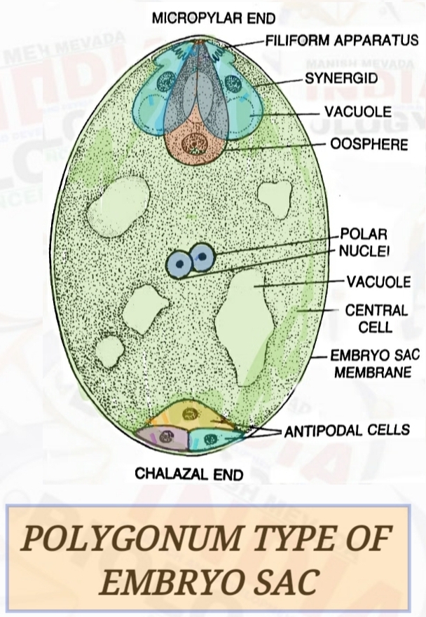 Polygonum-type embryo sac: filiform apparatus, synergids, vacuole, oosphere (egg cell), polar nuclei, central cell, embryo sac membrane, and three antipodal cells, labeled from the micropylar to the chalazal end.