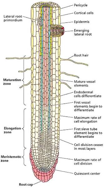 Longitudinal section through a root tip labeling the root cap, quiescent center, and meristematic/elongation/maturation zones, with additional annotation of when specific tissues (vessel elements, sieve tube elements, endodermis) differentiate and where a lateral root primordium initiates.