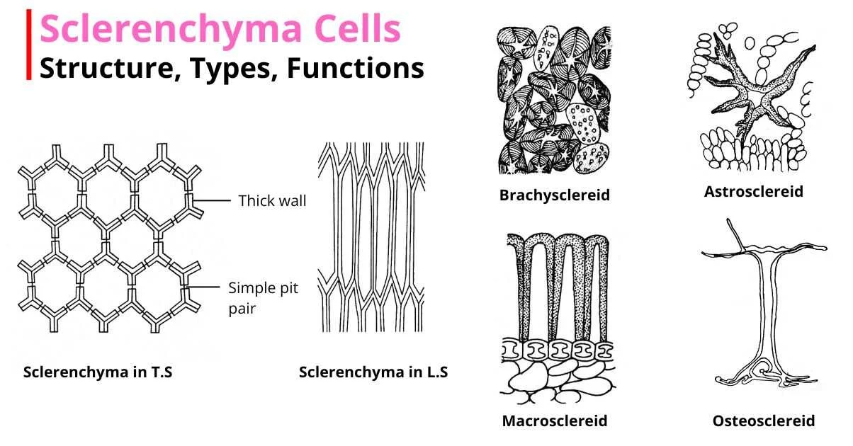 Sclerenchyma fibers in transverse and longitudinal section (thick walls, simple pit pairs) alongside four structurally distinct sclereid subtypes — brachysclereid, astrosclereid, macrosclereid, osteosclereid.