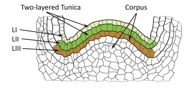 Longitudinal section through a shoot apical meristem showing a two-layered tunica (L I, L II) overlying the corpus (L III), the clonal outer-layer arrangement described above.