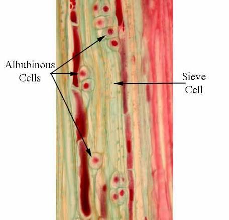 Gymnosperm sieve cell and albuminous cells in longitudinal section, both labeled.