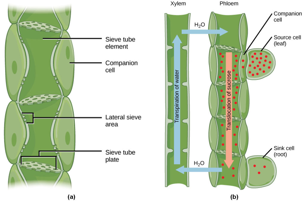 Sieve tube element / companion cell pair: (a) structural diagram labeling the sieve tube element, companion cell, lateral sieve area, and sieve tube plate; (b) xylem and phloem shown together with water transpiration and sucrose translocation directions indicated.