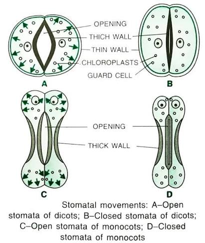 Stomatal movements compared: (A) open kidney-shaped dicot stomata, (B) closed kidney-shaped dicot stomata, (C) open dumbbell-shaped monocot/grass stomata, (D) closed dumbbell-shaped monocot/grass stomata — guard cell wall thickness and chloroplasts labeled on each.