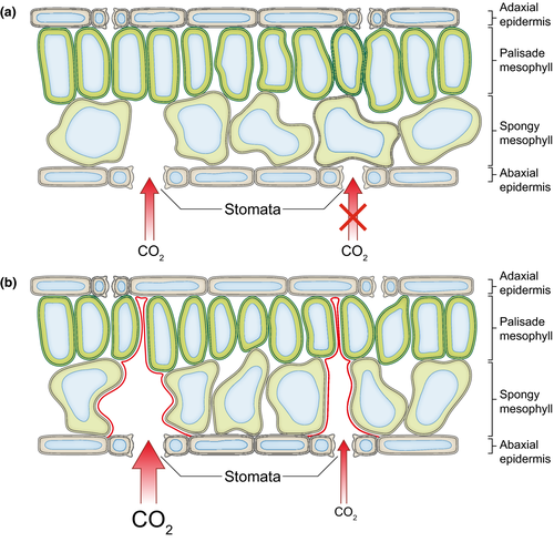 Substomatal chamber and CO₂ diffusion pathway: (a) CO₂ entering through an open stoma vs. blocked at a closed one; (b) the diffusion path highlighted in red from stoma through substomatal cavity into the spongy mesophyll air spaces.