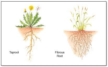 Taproot system (dandelion) vs. fibrous root system (grass), whole-plant comparison.