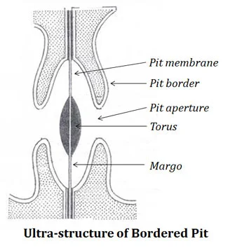 Ultrastructure of a bordered pit: pit membrane, pit border, pit aperture, torus, and margo all labeled.