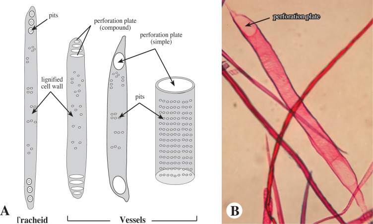 Tracheid vs. vessel element structure: (A) line diagram comparing a tracheid (pits, lignified wall) against vessel elements with compound and simple perforation plates; (B) a stained photomicrograph of vessel elements showing a perforation plate.