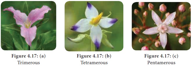 Three flower photos side by side: (a) trimerous (3-part), (b) tetramerous (4-part), (c) pentamerous (5-part), petal counts visible in each.