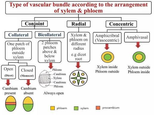 Vascular bundle classification flowchart by xylem/phloem arrangement: conjoint bundles split into collateral (open in dicots, cambium present; closed in monocots, cambium absent) and bicollateral, alongside radial and concentric (amphicribral/amphivasal) types.
