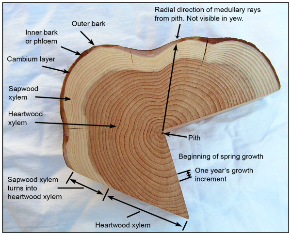 A real sawn log cross-section labeling outer bark, inner bark/phloem, cambium layer, sapwood xylem, heartwood xylem, pith, radial medullary rays, and one year’s growth increment.