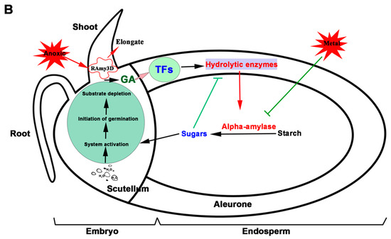 GA-induced alpha-amylase pathway in the germinating grain: GA produced in the embryo/scutellum induces RAmy3D expression and transcription factors that upregulate hydrolytic enzymes including alpha-amylase, which hydrolyzes endosperm starch into sugars taken up by the scutellum to fuel germination — shown alongside anoxic and metal-toxicity stresses that inhibit specific steps of the pathway
